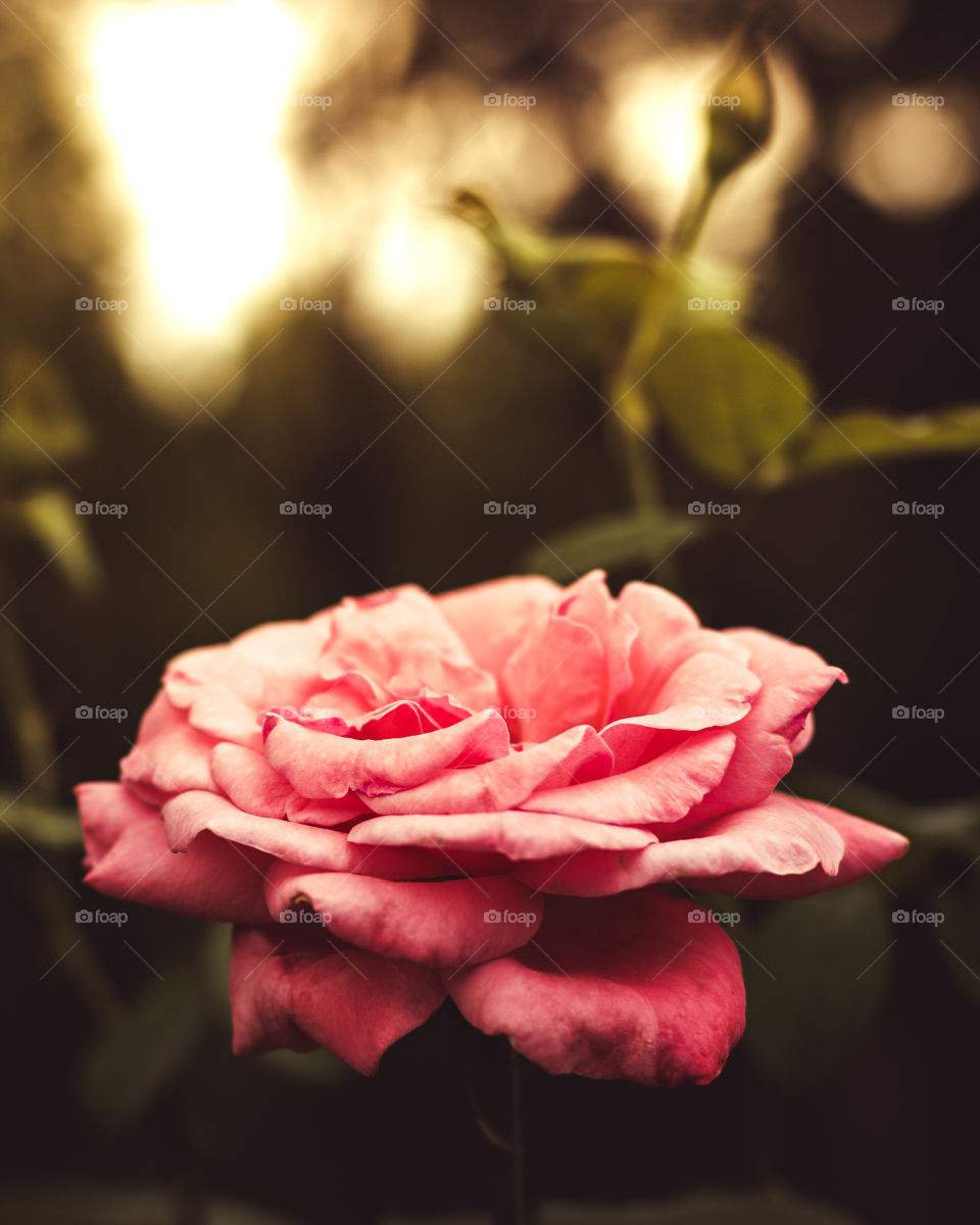 Pink Rose