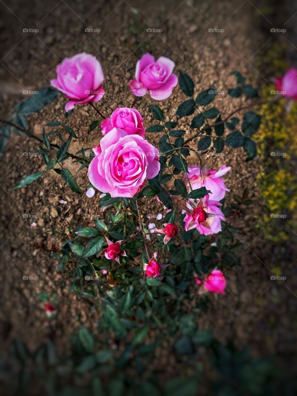 Those pink flowers with green leaves on the ground look so lovely.
They add such a beautiful pop of color to the surroundings. It's like a little burst of happiness.