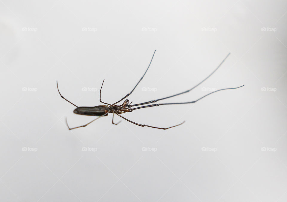 Long Jawed Water Spider Spinning Web