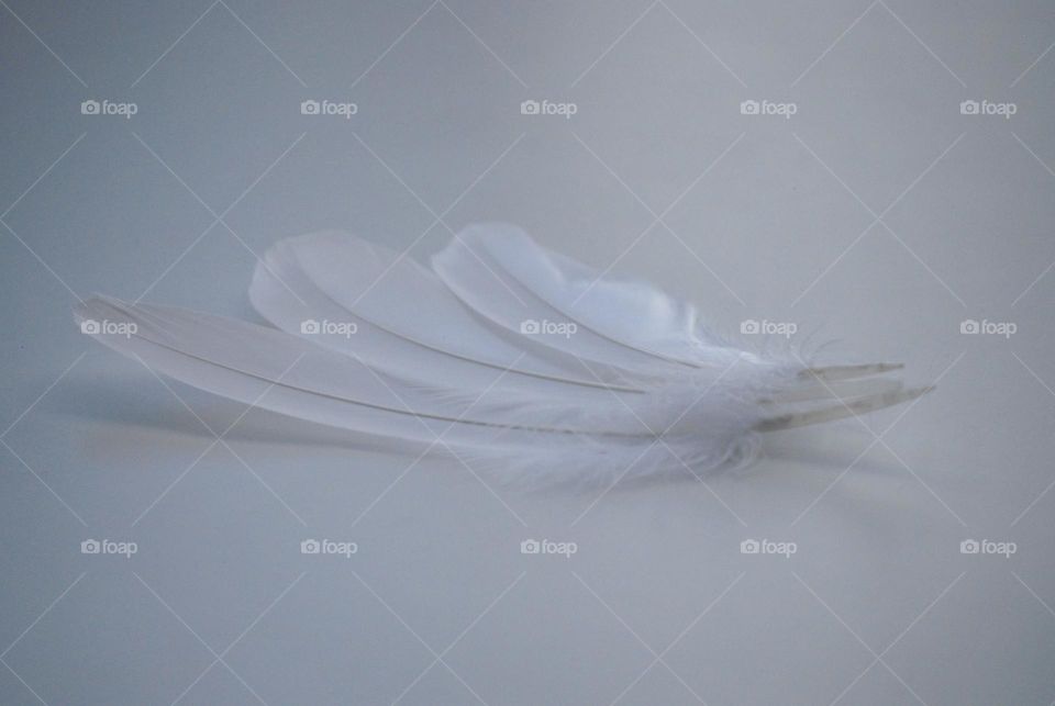 White feathers on white background