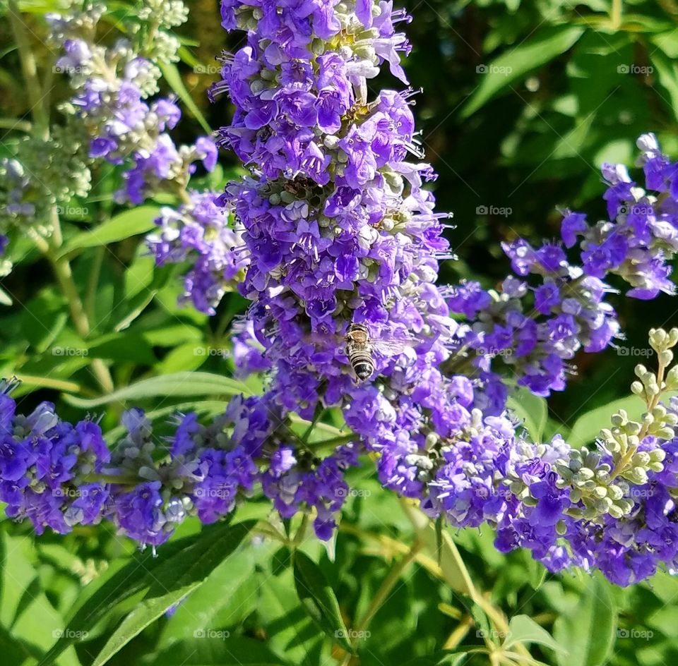 The bees sure love these sweet smelling purple beauties...
