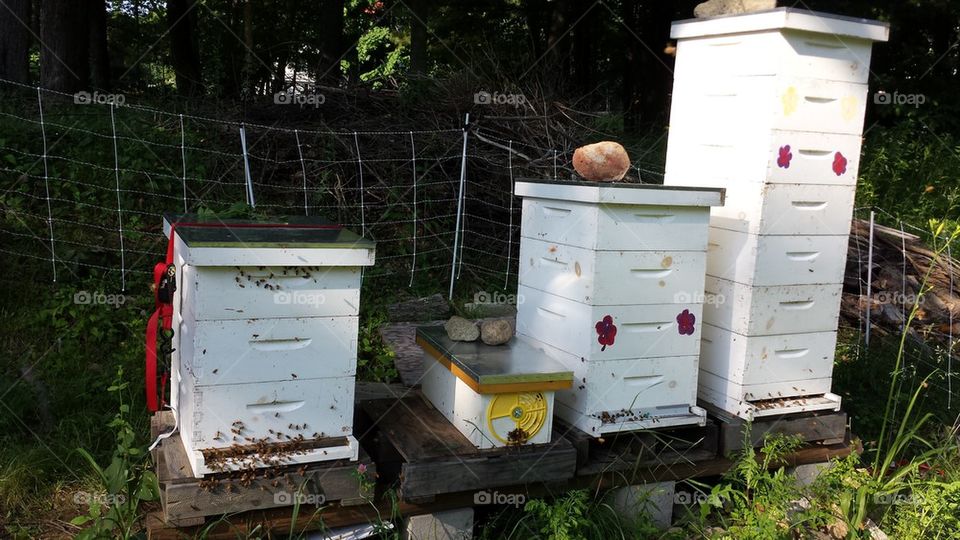 Bee Hives