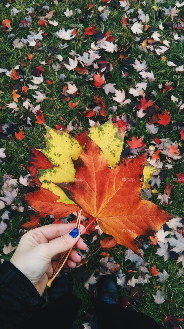 Hand holding colorful autumn leaves in park