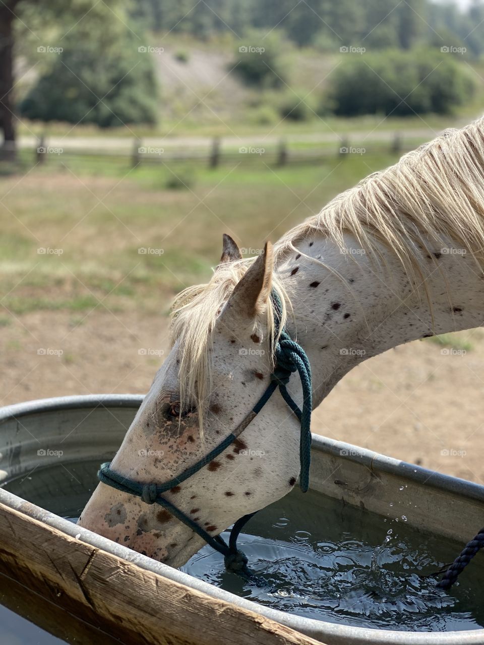 Thirsty white horse drinking water 