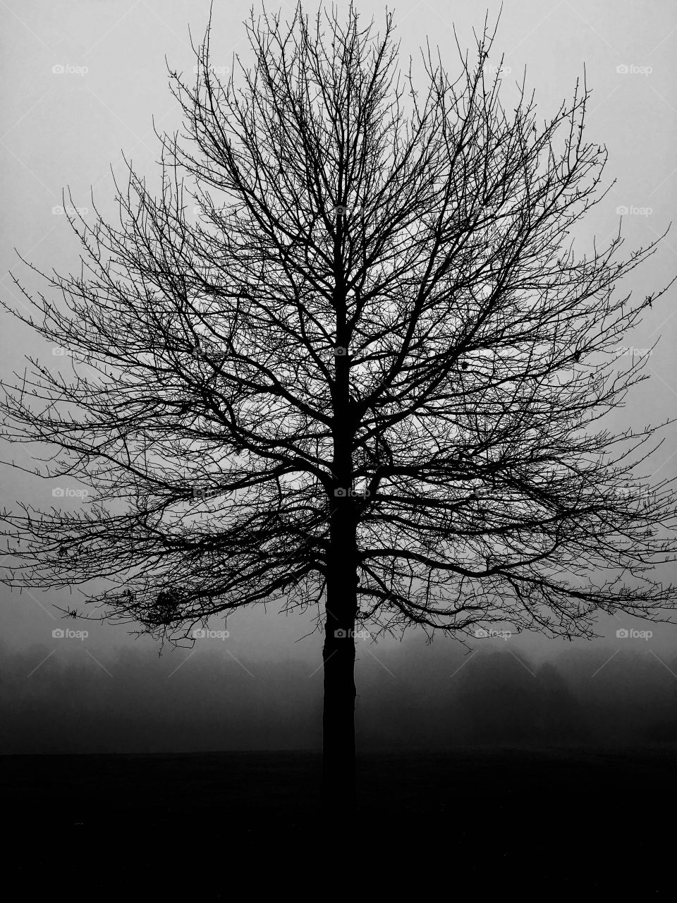 Black and white of a silhouetted young oak on an eerie foggy morning at Lake Benson Park in Garner North Carolina, Raleigh Triangle area, Wake County. 