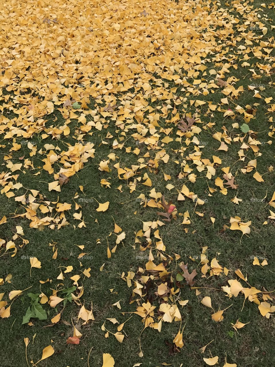 Fell Leaves