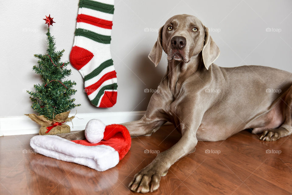 Weimaraner dog laying on a hardwood floor indoors with a mini Christmas tree and stocking