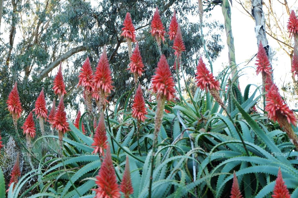 Succulent, Red Aloe Candlelabra, bloom