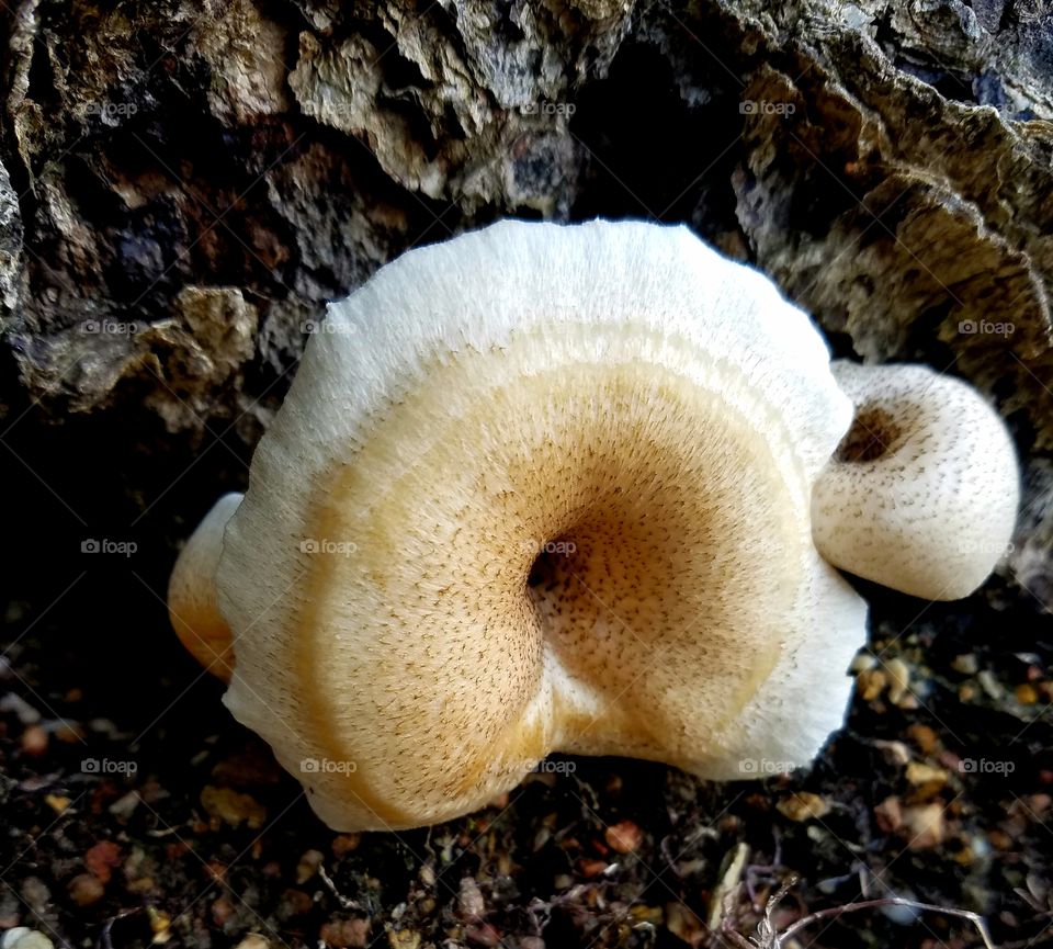 mushroom on the shore of the lake.