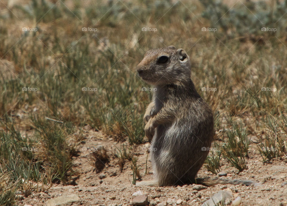 Close-up of a animal