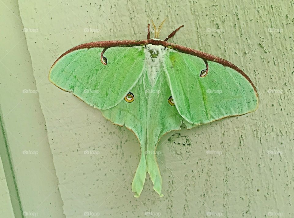 Green moth on wall