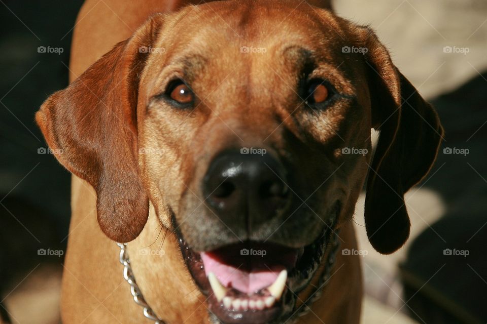 Instead of coming when I call, lazy Ridgebacks, give a smile