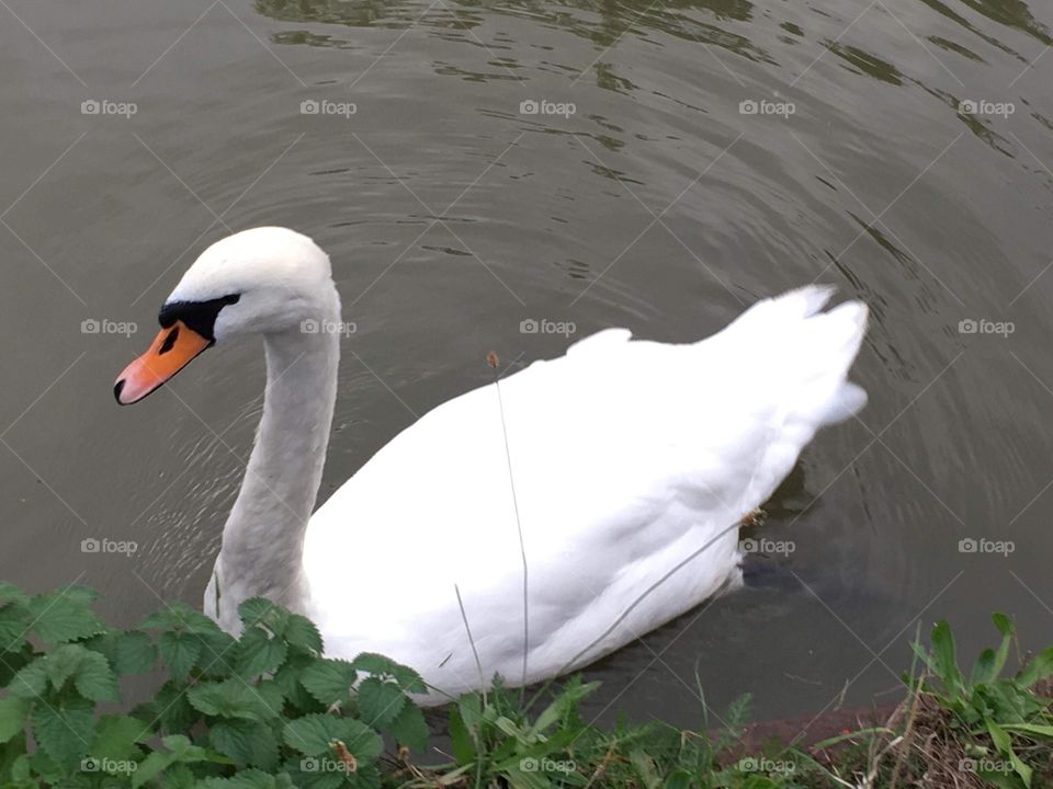 A swan 