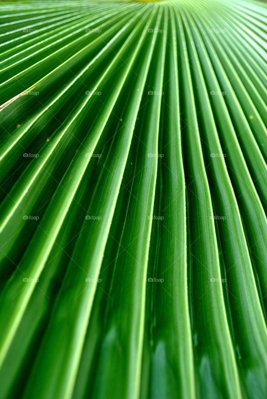 Texture of leaf