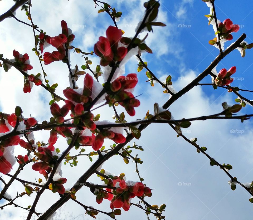 pomegranate blossom and snow