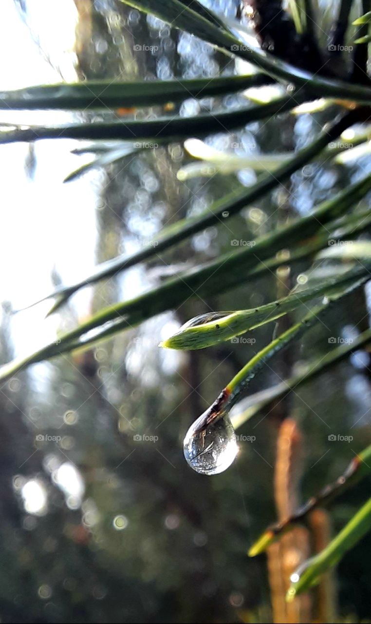 love water drops after the rain