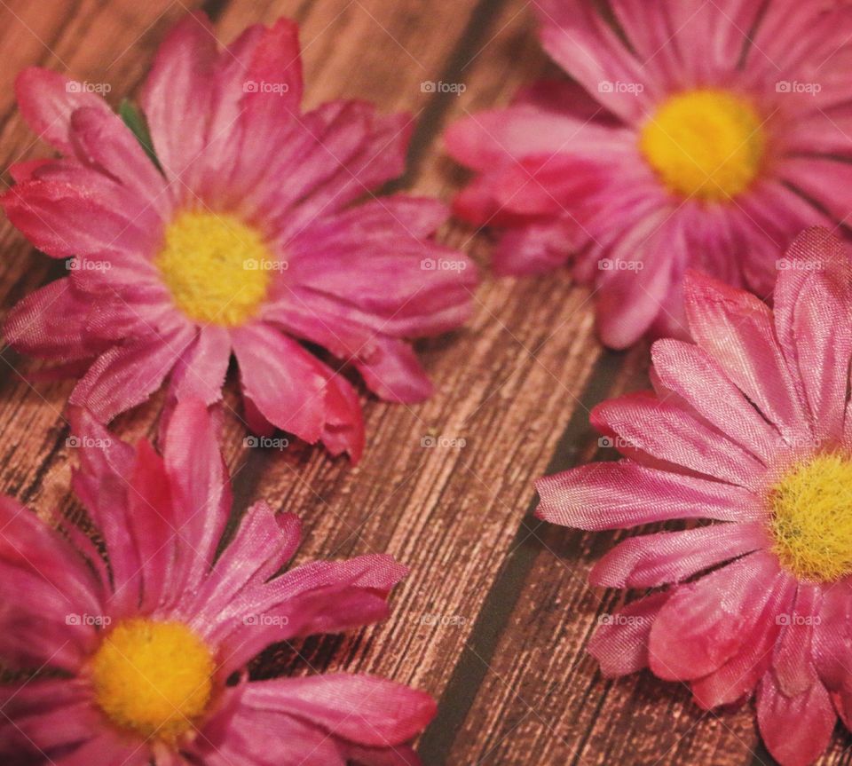 Purple flowers on a wooden background