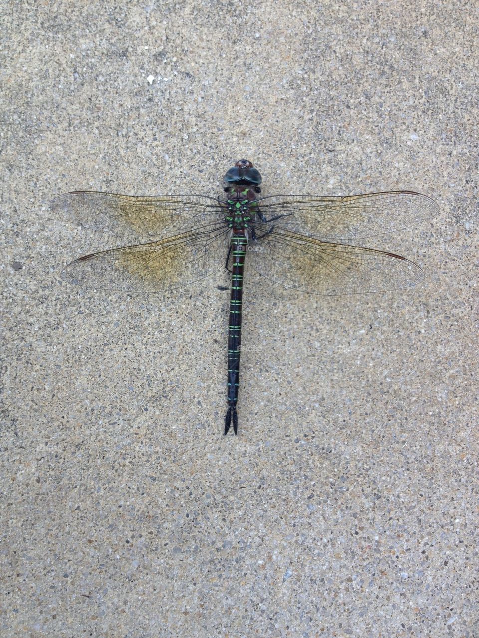 Dragonfly