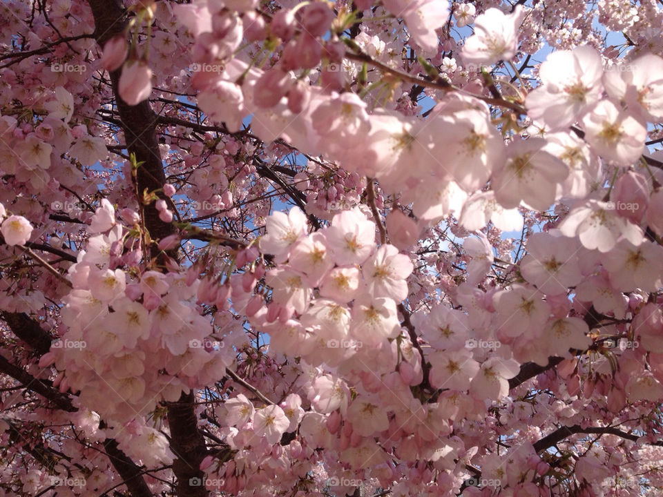 Cherry blossom in washington DC