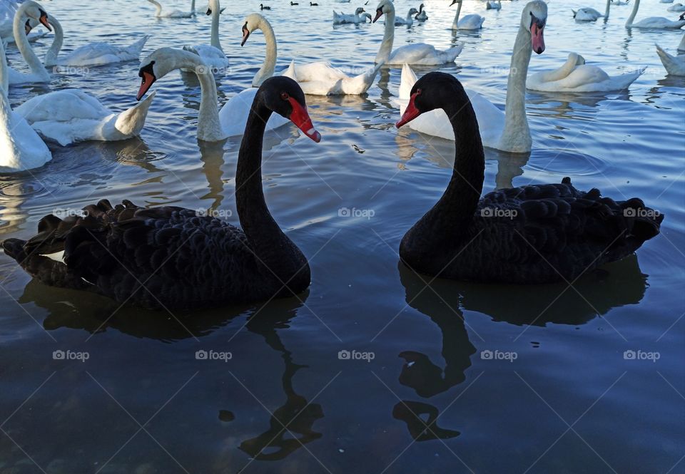 black swans