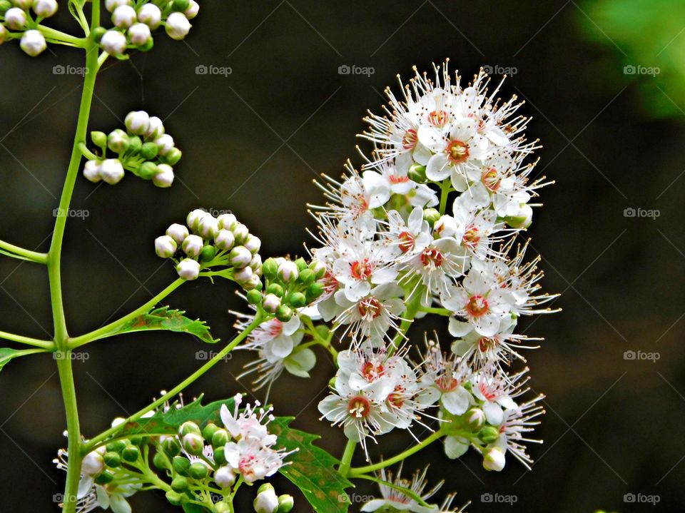 It is spring - White Meadow Sweet flowers are in densely packed branching clusters to 6 inches long at the top of the plant, blooming from the top down.