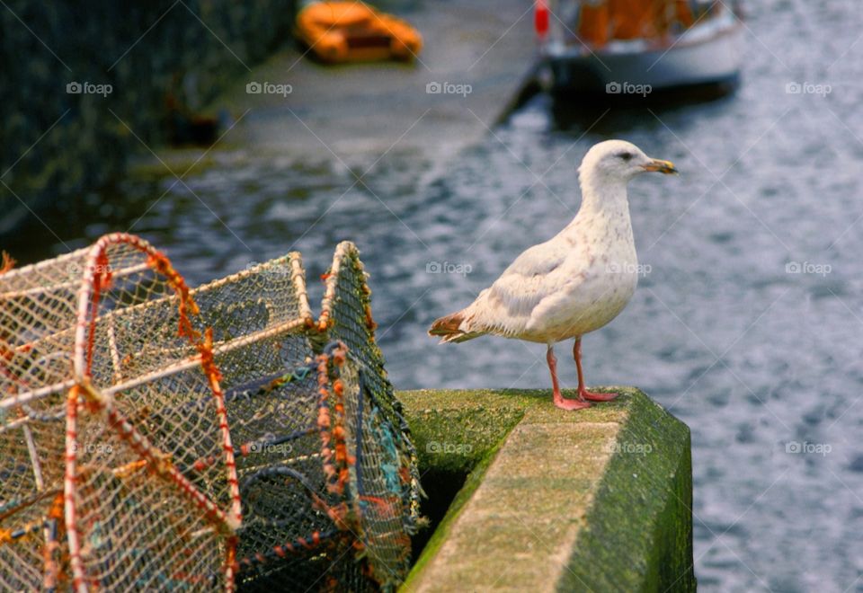 Scotland. Seagull