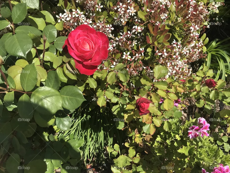 Cheerful red rose 
