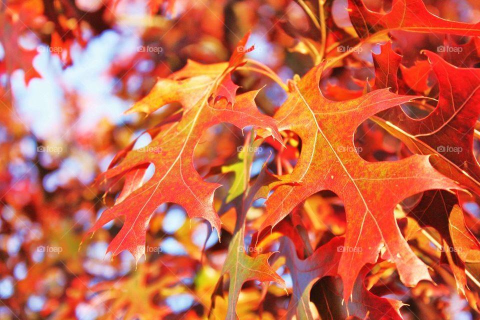 Close-up of maple leaves