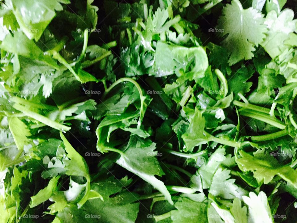 Green Color Story - chopped cilantro