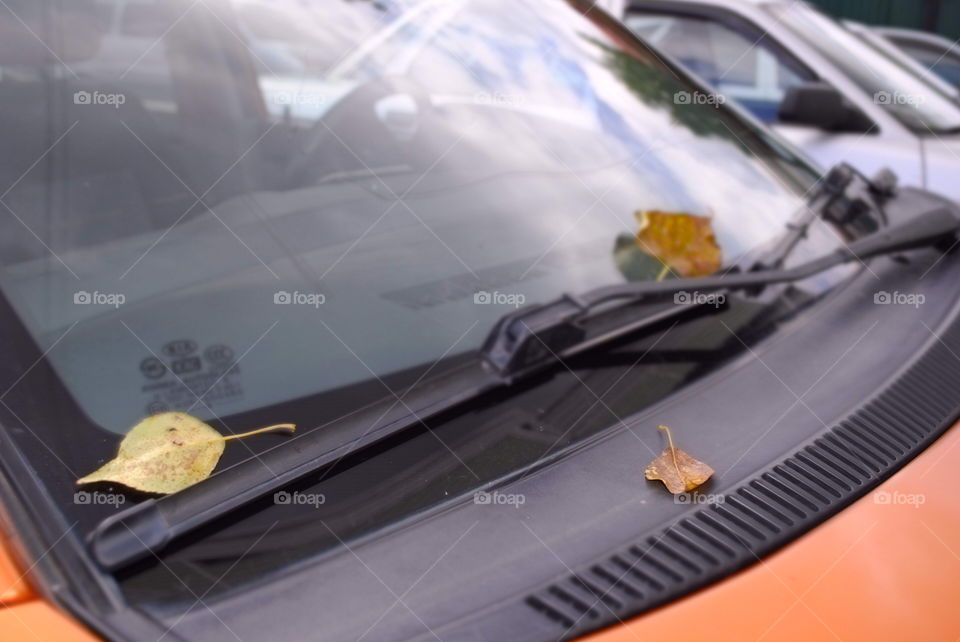 Yellow leaves on the windshield