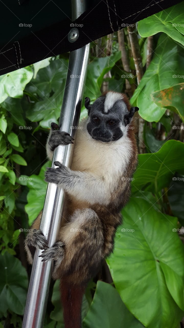 Curious and feisty monkeys are abundant in Panama City. This rascal wanted to steal my camera.