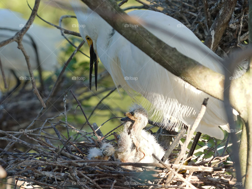 Mommy Egret with baby Egrets