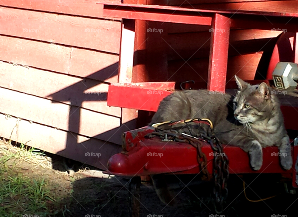 Cat and red barn