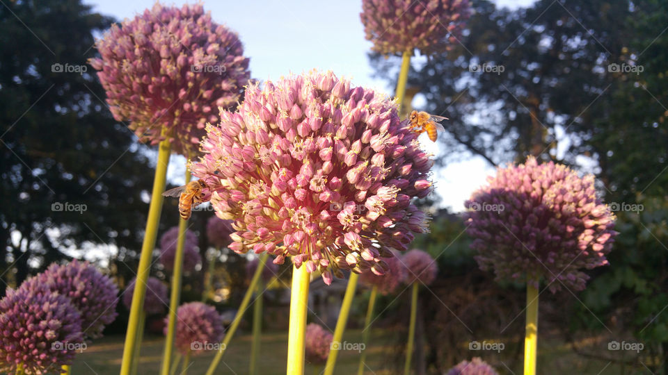 Garlic Flower up close 3