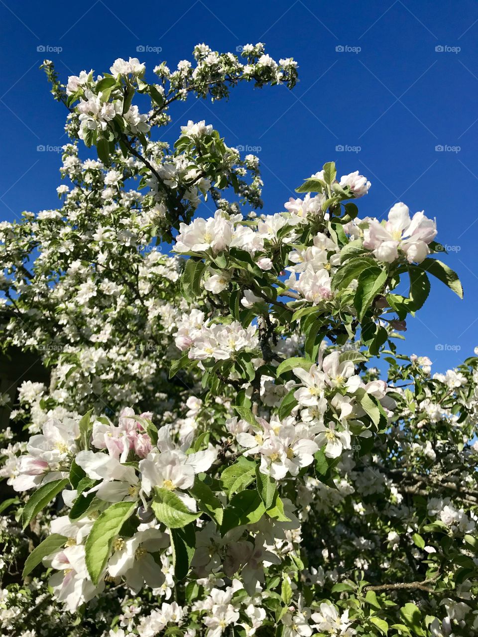 Spring blossom