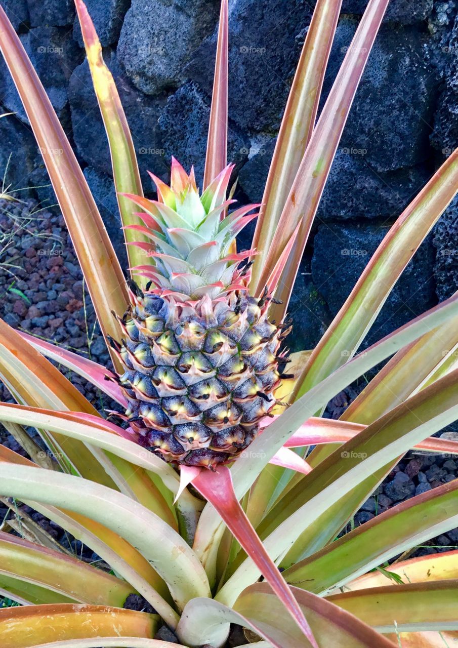 Baby pineapple in the yard.