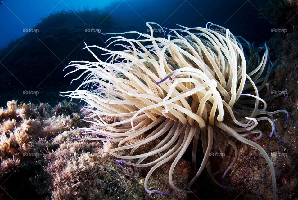 Italy Underwater Pictures