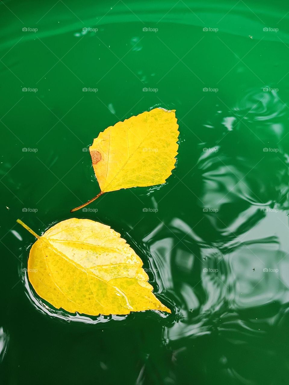 yellowish leaf fallen in the water