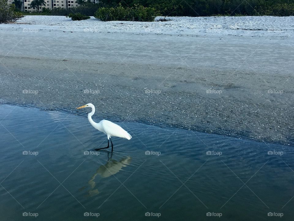 Florida wildlife 