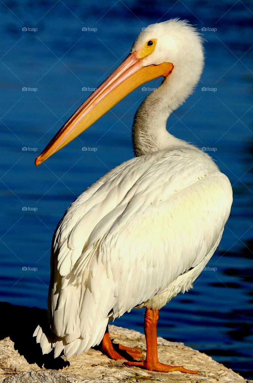 Portrait of a Pelican
