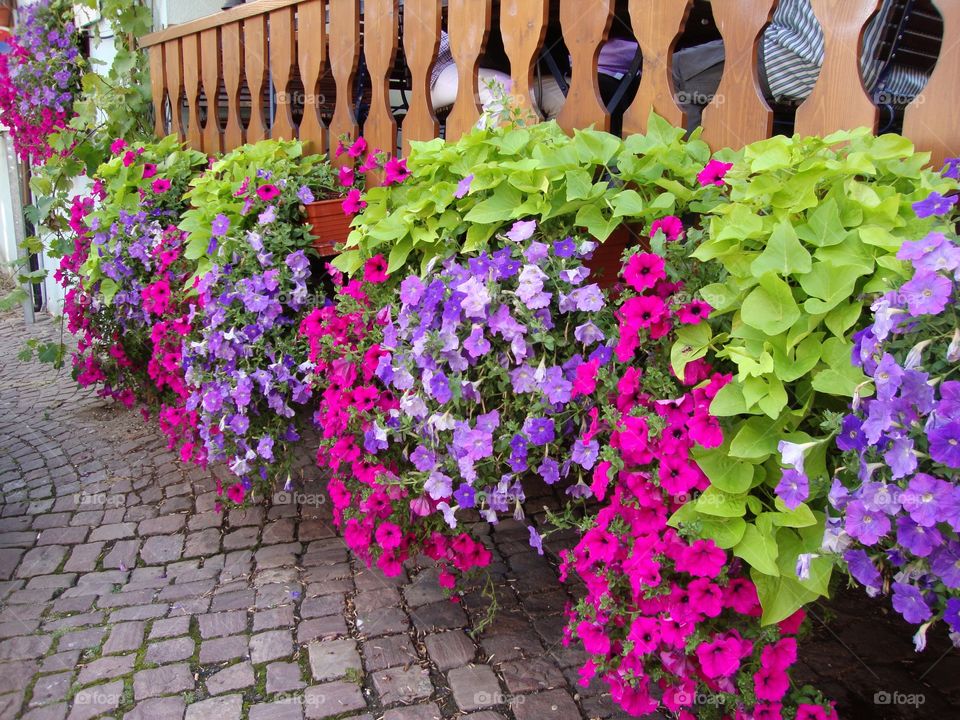 Beautiful flowers in full summer 