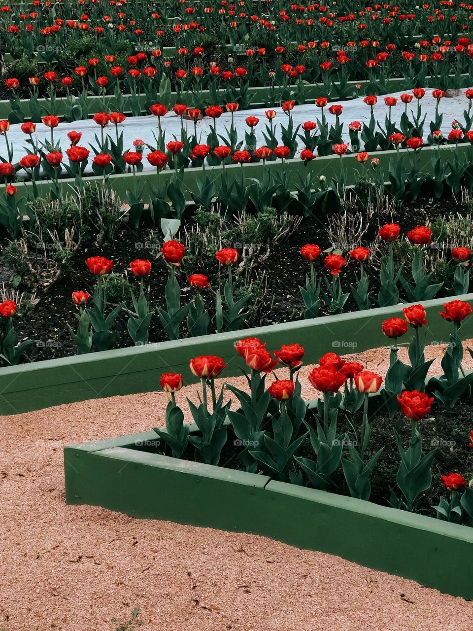 Red beautiful tulips in the garden, nobody 