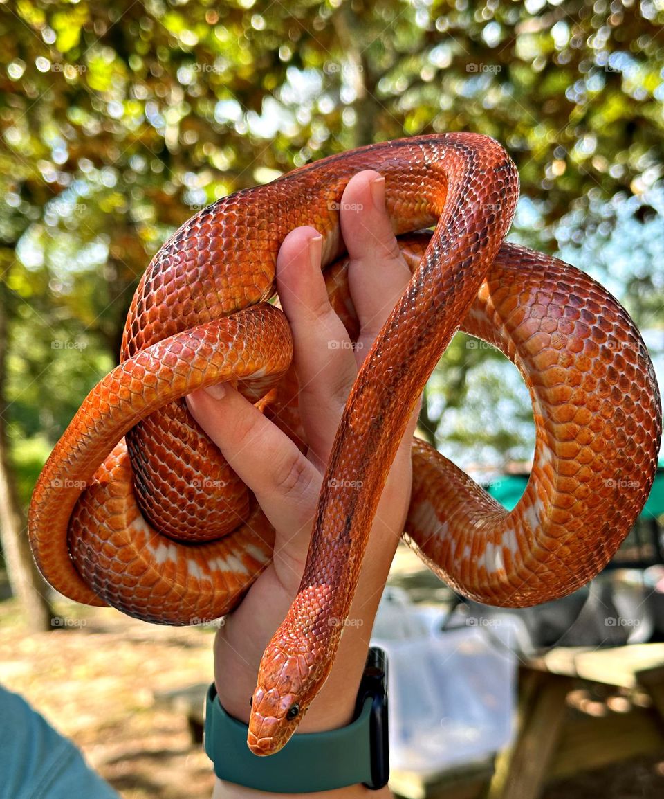 The corn snake (Elaphe gutata gutata) is a nonvenomous snake that subdues its prey by constriction. It is found in the central and southeastern United States, and is sometimes called the red rat snake.