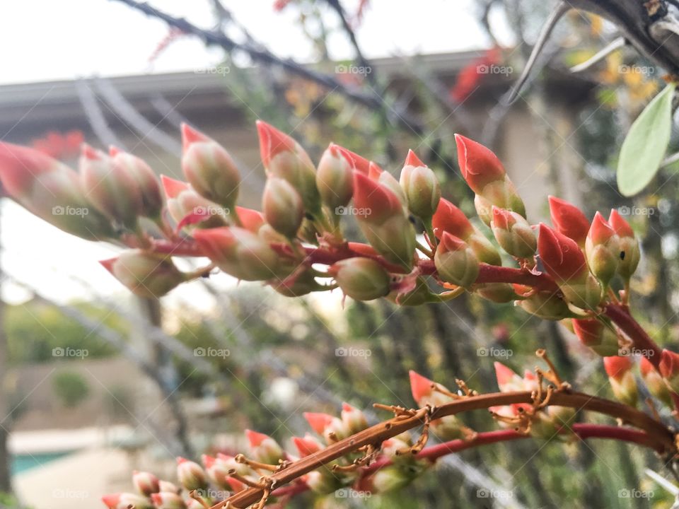 Ocotillo cactus flower buds