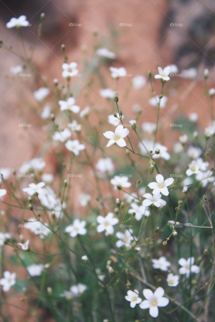 Flowers in Zion 