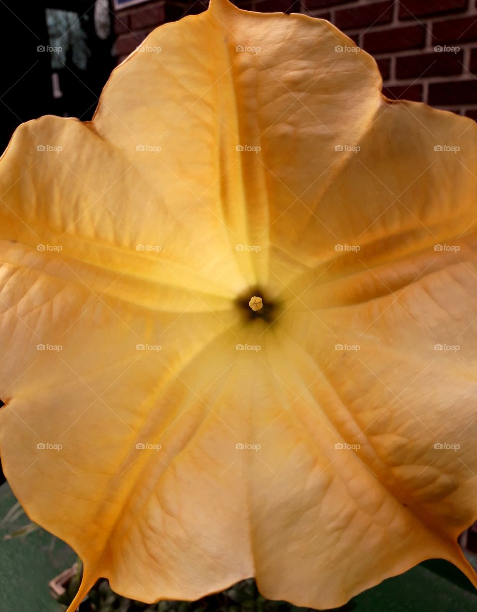 Big yellow flower outside of the apartment in South Korea.