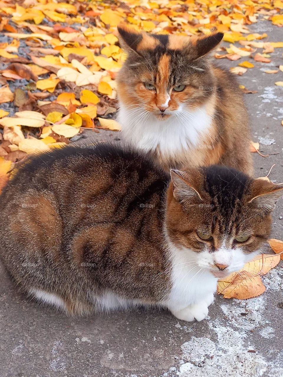 cats in a bright autumn park