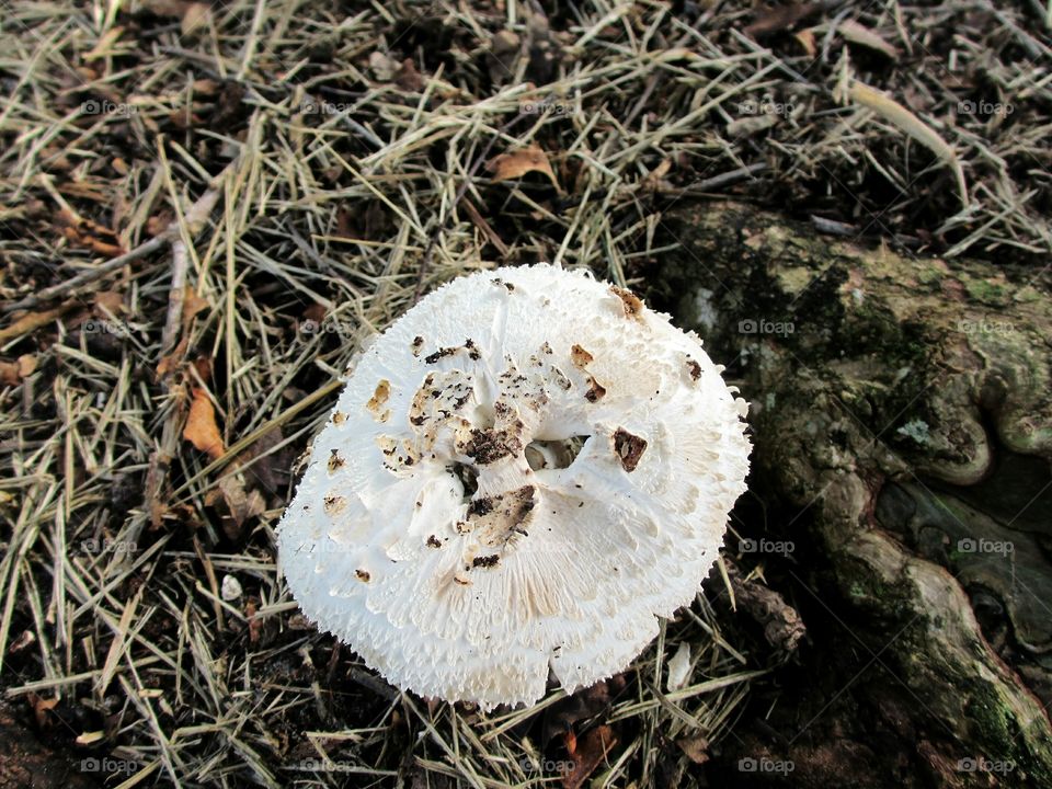 wild mushroom. wild white mushroom