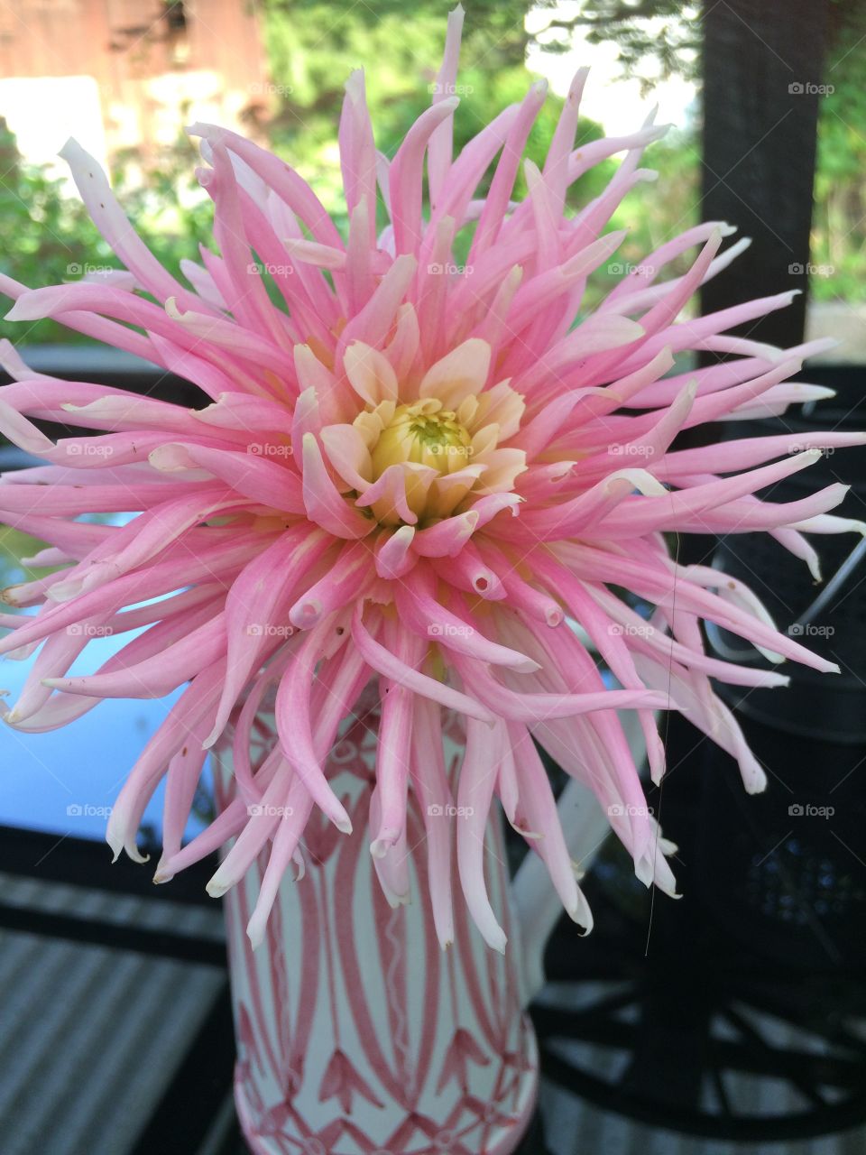 Blooming pink flowers in vase