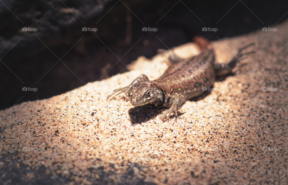 Lanzerote Lizard